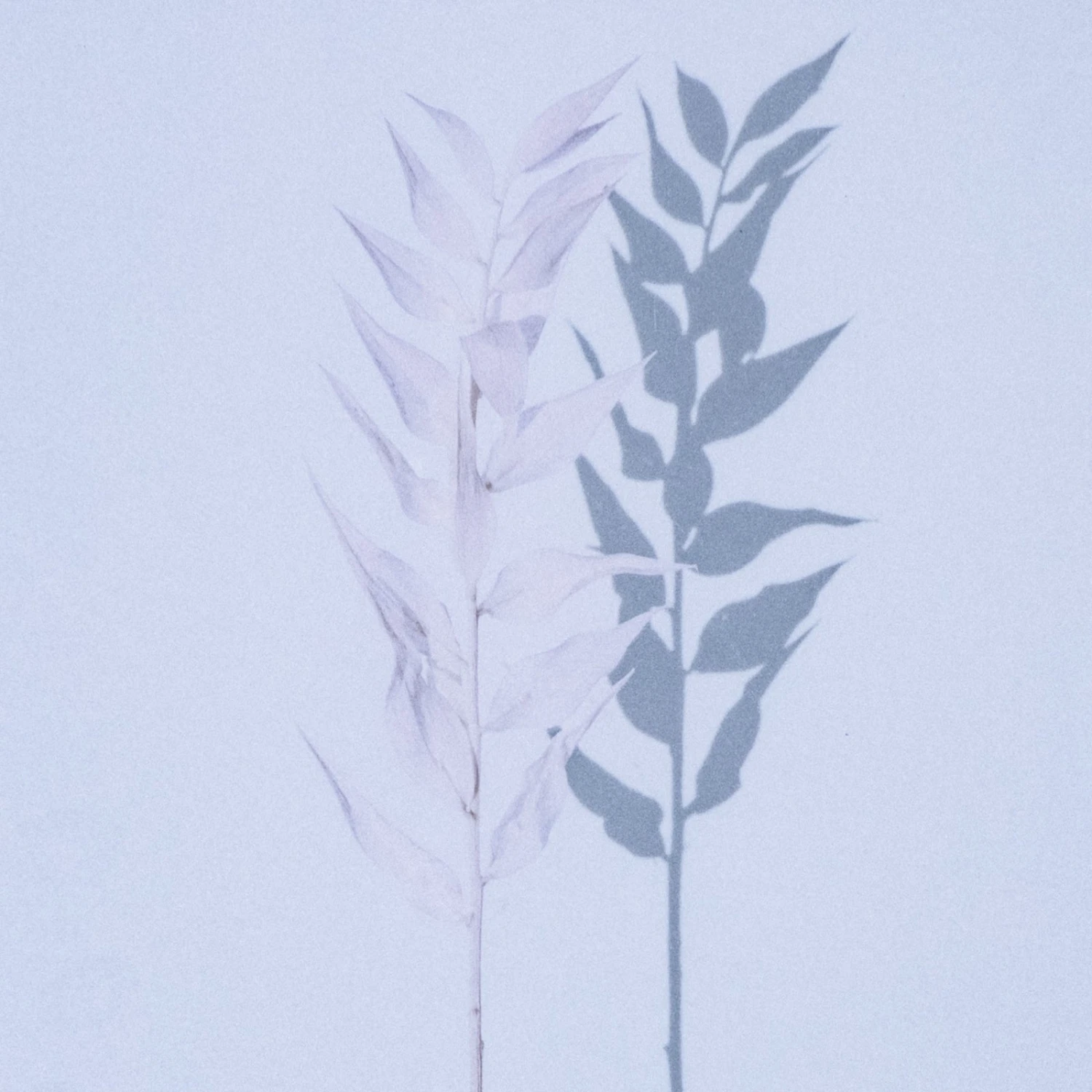 Shadow Leaves By Annie Spratt 12 Shadow Leaves By Annie Spratt - Image 12