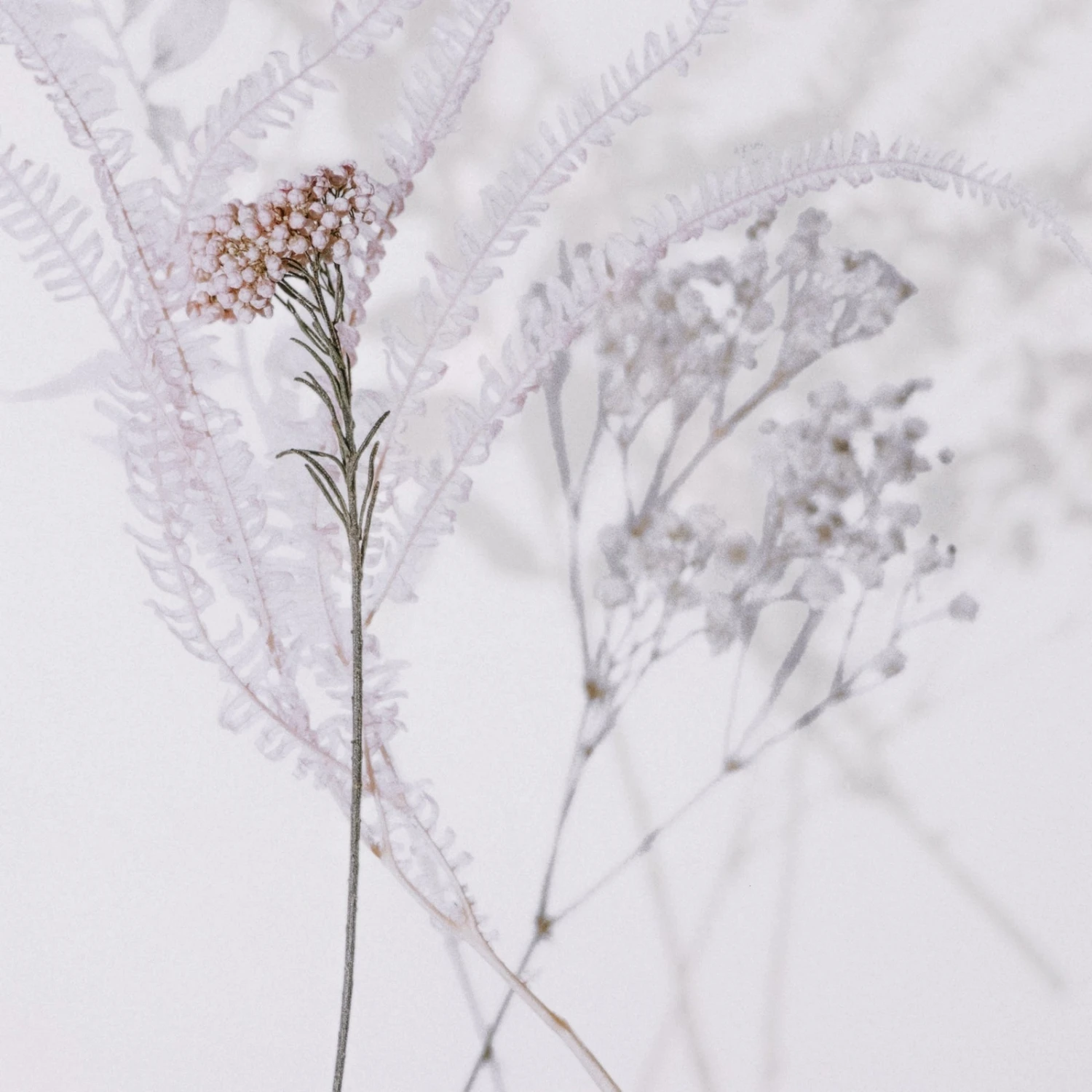 Shadow Leaves By Annie Spratt 17 Shadow Leaves By Annie Spratt - Image 17