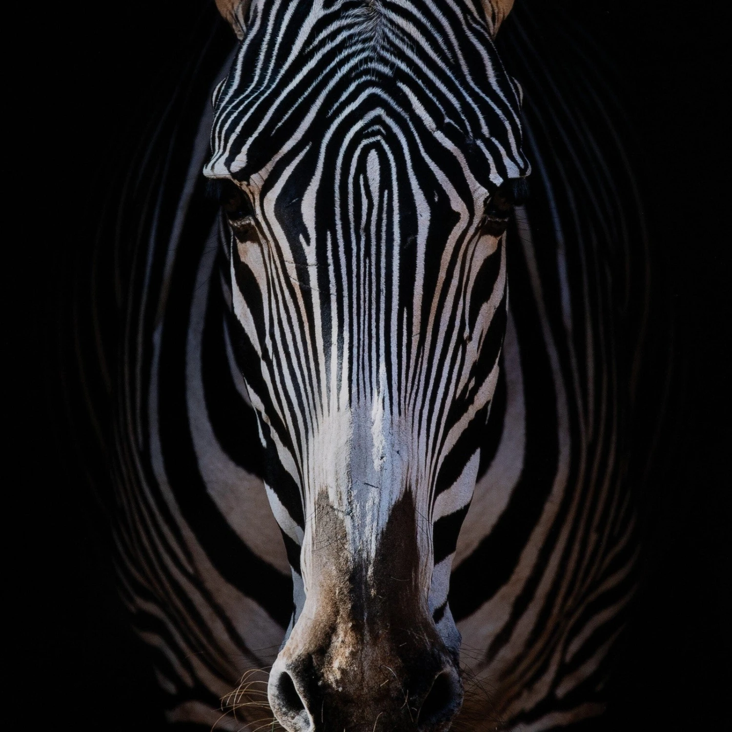 Zebra Stare By Getty Images 5 Zebra Stare By Getty Images - Image 5