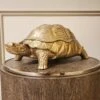 Turtle Box Statue Floor Sample